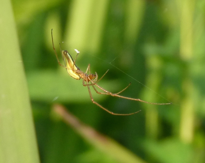 Tetragnatha